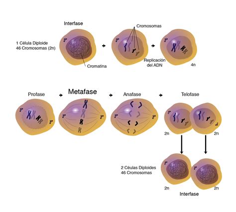 Cromosomas Meiosis Y Mitosis Cromosoma El Ciclo Celular Gambaran