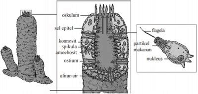 Porifera Klasifikasi Struktur Tubuh Reproduksi Contoh Hewan