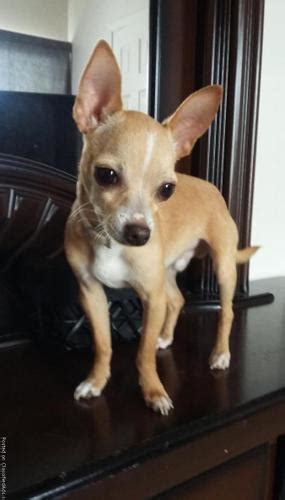 Chihuahua Puppy 7 Months For Sale In El Paso Texas Classified