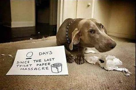 25 Best Pet Shaming Pics Pleated Jeans