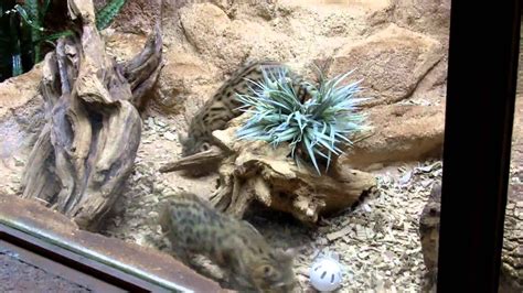 Columbia Zoo Black Footed Cats Part 2 Youtube