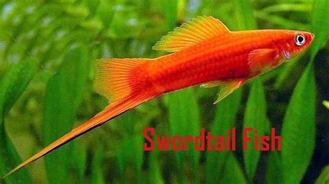 Different Types Of Swordtail Fish