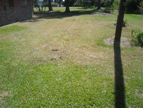 Tropical Sod Webworms Are Wreaking Havoc On Louisiana Lawns