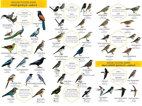 The state of kerala, india, has 533 bird species within its boundaries. Nature Conservation Foundation on Twitter: "Birds of ...