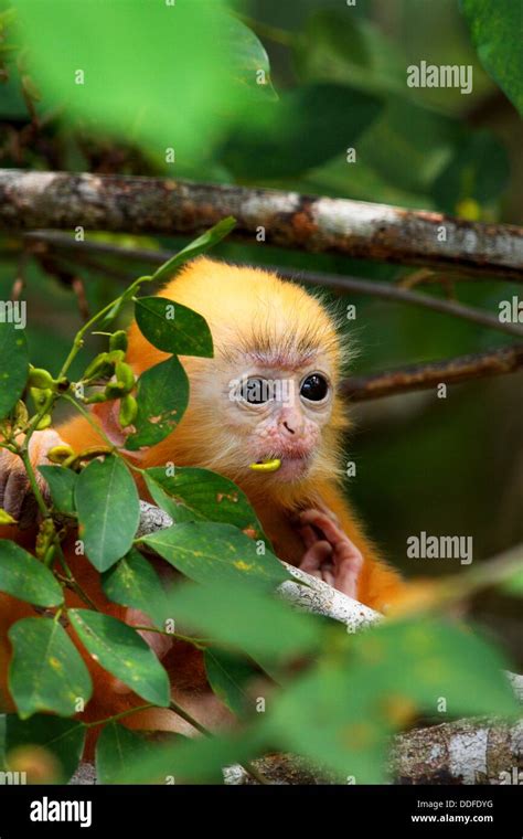 Golden Color Baby Of Silver Leaf Langur At Bako National Park Sarawak