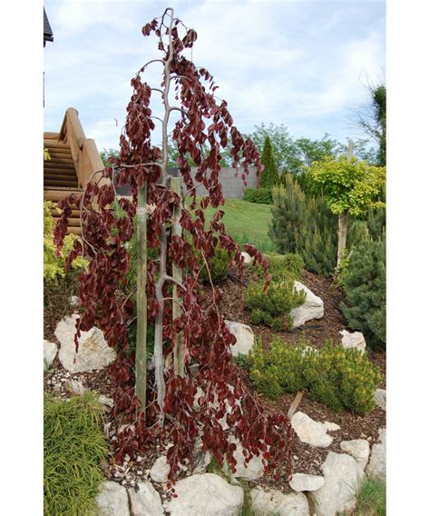 Fagus Sylvatica Purpurea Pendula