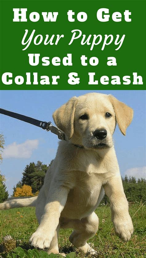 Find your new best friend now. How To Get Your Puppy Used To A Collar And Leash