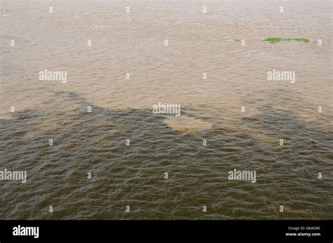 Brazil Amazon Manaus The Meeting Of The Waters Where The Solimoes