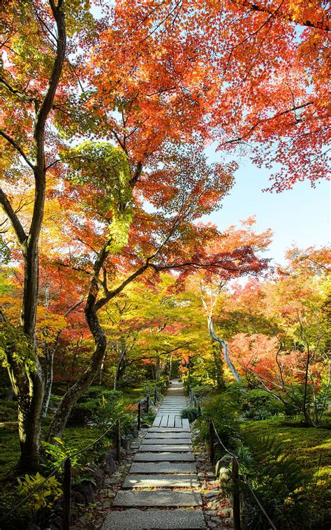 Jeffrey Friedls Blog Fall Foliage At Kyoto Arashiyamas Hokyo
