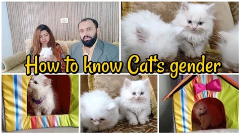 How To Determine Gender Of The Kitten How To Know Cat S Gender The Cats Planet Youtube