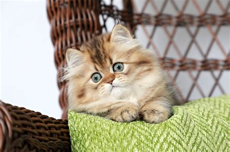 Get Tabby Persian Kittens For Sale  Adopt Siberian Kitten