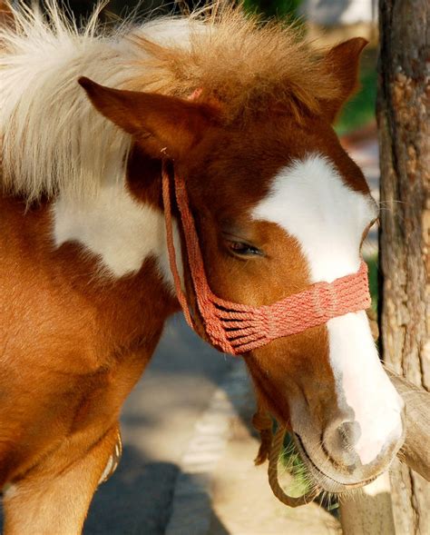 pony horse stock photo freeimagescom