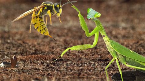 Animal Moment Kung Fu Mantis Life Story Youtube