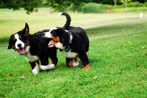 Two Puppies Bernese Mountain Dog Playing On Grass