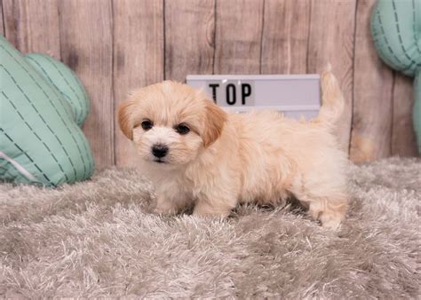 Penny The Pomapoo 1300 Top Dog Puppies