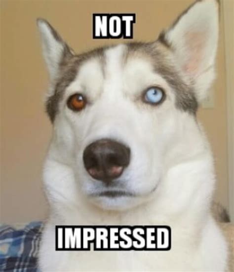 17 Very Funny Husky Memes Pettime