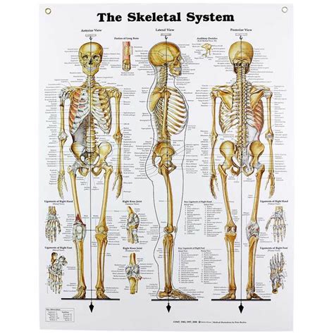 Human Skeletal System Chart Skeleton Anatomy Human