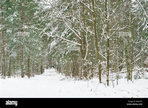 Beautiful Winter Woods Pathway Among Trees Covered With Snow In The