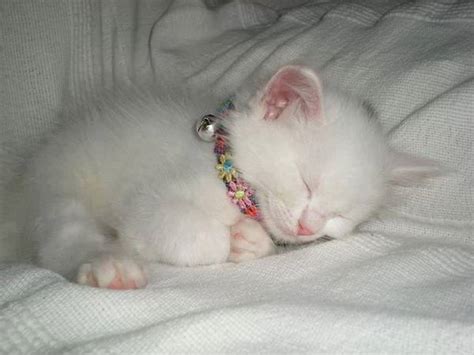 White Kitten Sleeps Luvbat