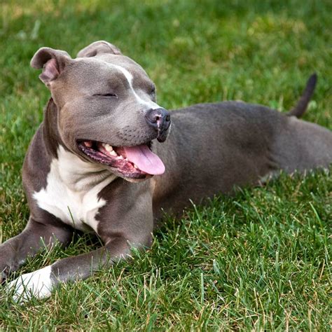 Are Pit Bull Terriers Good Pets