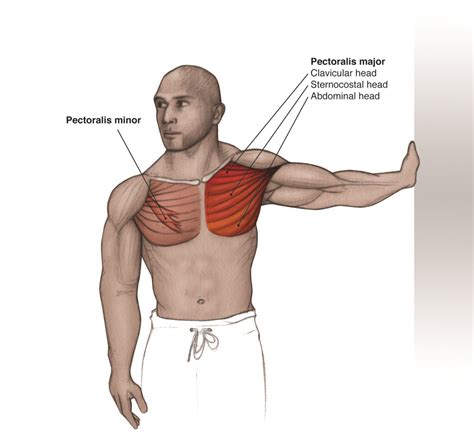 Jan 20, 2018 · the dominant muscle in the upper chest is the pectoralis major. Pectoralis Minor