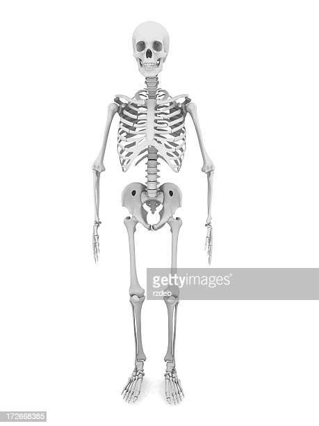Human Skeletons Photos And Premium High Res Pictures Getty Images