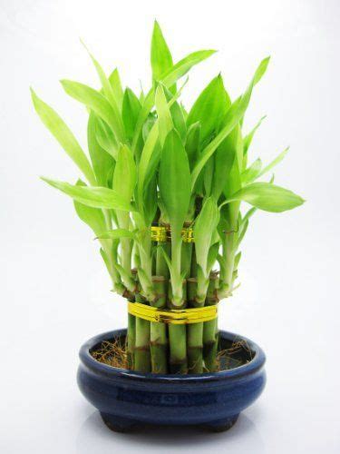 Different Types Of Indoor Bamboo Plant - Can You Grow Bamboo Indoors