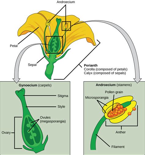 Flower Structure Biology For Non Majors Ii
