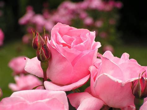 Natural Beauty Beauty Benefits Of Rose Peaceful Dumpling