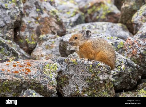 Red Pika Ochotona Rutila On Rocks Kazakhstan Almaty Ile Alatau