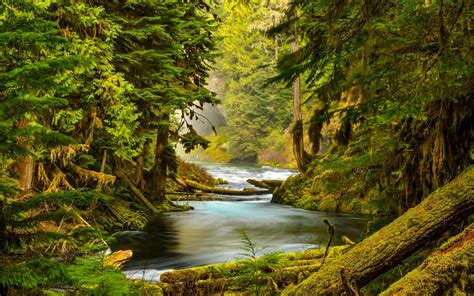 Mckenzie River Oregon Forest Trees Moss Wallpaper Nature And