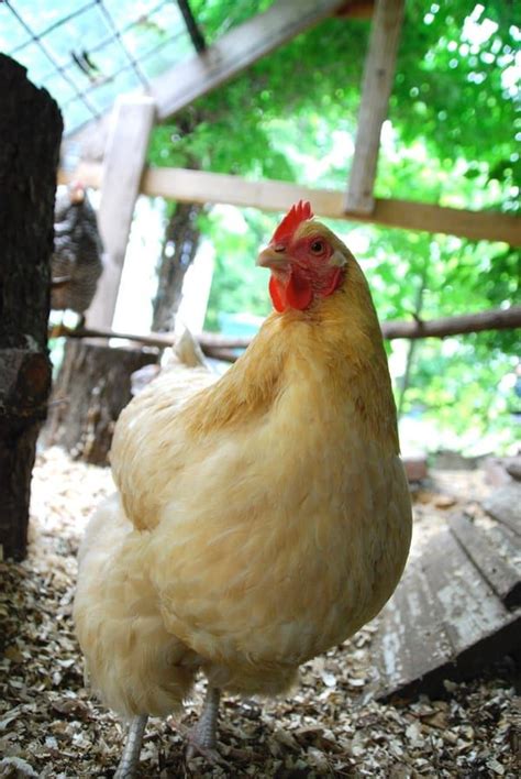 5 Common External Chicken Parasites Best Chicken Coop Backyard Chicken