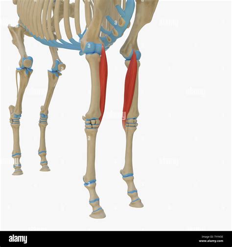 3d Rendered Medically Accurate Illustration Of The Equine Muscle