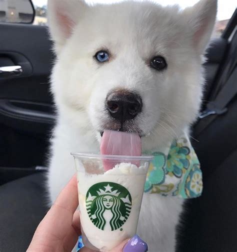 What Is The Puppy Drink At Starbucks