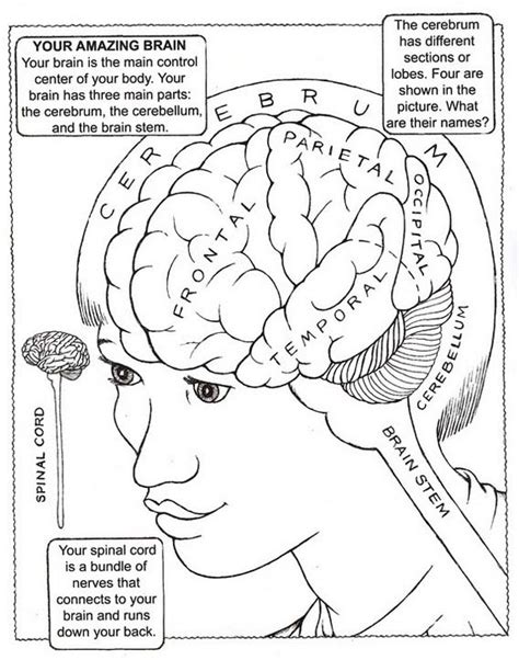 The Human Brain Coloring Pages For Students Coloring Pages