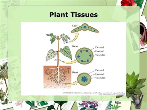 What Are Plant Tissues And Its Types Hortsciences