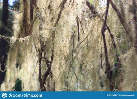 The plants tolerant to snowfalls such as conifers, lichens, and mosses are predominant in taiga. Old Dead Conifer Tree With Branches Covered By Moss ...
