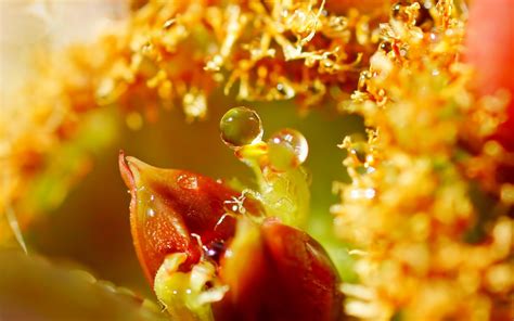 Wallpaper Sunlight Leaves Food Water Red Yellow Pollen Autumn