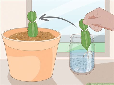 This Is How To Propagate Christmas Cactus