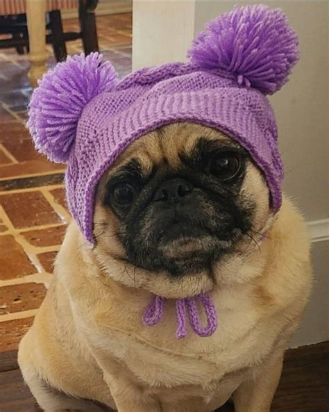Knit Dog Hat For Dog Warmer Dog Beanie Hat For Small Dog Pug Etsy