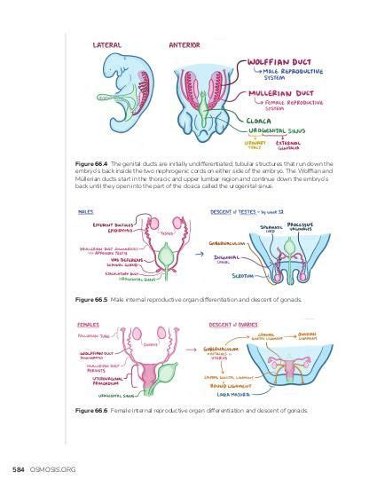 Development Of The Reproductive System Osmosis