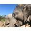Vital FAQs Answered About Patara Elephant Farm In Chiang Mai