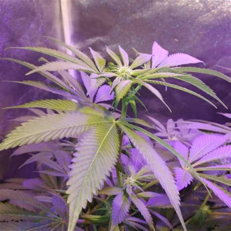 Deep Purple Cbd Strain Grow Diary Journal Week9 By Legallimit