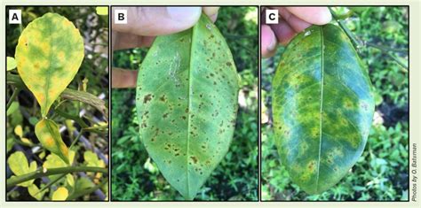 Nursery Diseases At Planting What To Watch For Citrus Industry Magazine