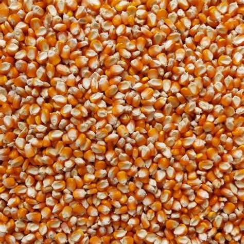 Popcorn Seeds To Grow Corn Kernels Original Yellow Pop Corn Etsy