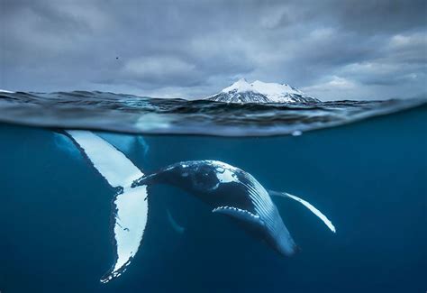 Breathtaking Photographs Of Arctic Whales Taken By Biology Professor