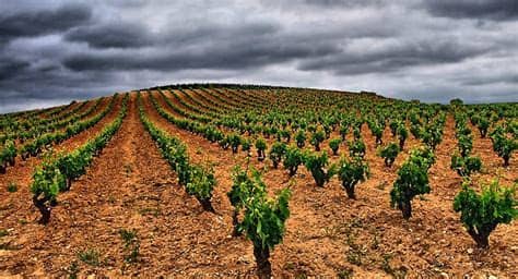 Restringir los casas y departamentos por. La UNESCO incluye el 'paisaje cultural del vino' como ...