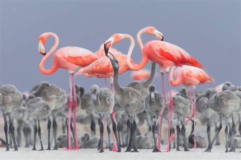 Photo Of Pink Flamingo Surrounded By Chicks Wins Bird Photographer Of