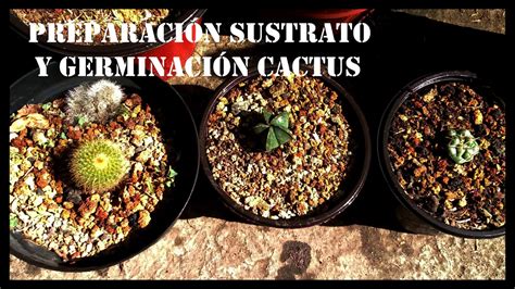 Muchos cactus mueren porque no utilizamos la tierra o sustrato correcto. Cómo preparar sustrato y germinar cactus de manera casera ...