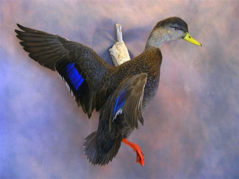 Black Duck Mount Migratory Bird Hunting Texas Hunting Forum